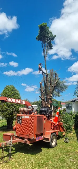 Conifer tree dismantle and chipping in Moerewa