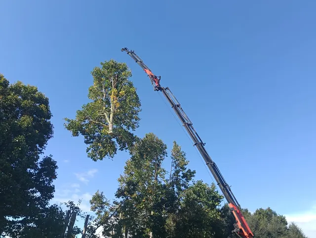 Tulip Tree Crane Removal