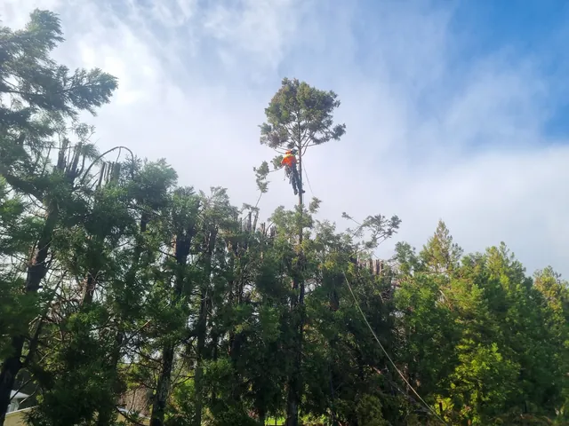 Cryptomeria shelterbelt topped on a windy day in Kerikeri