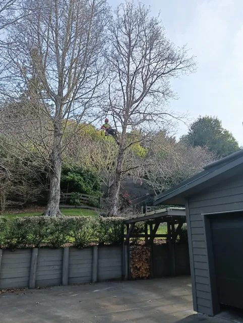 Alder was too close to property, and blocking too much light, tree dismantled, and stump ground in Kerikeri