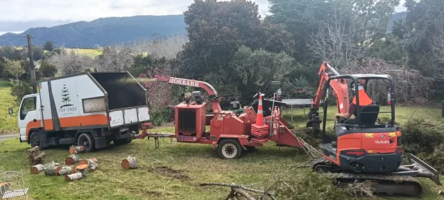 Multiple large Totara blocking morning sun felled and chipped in Okaihau