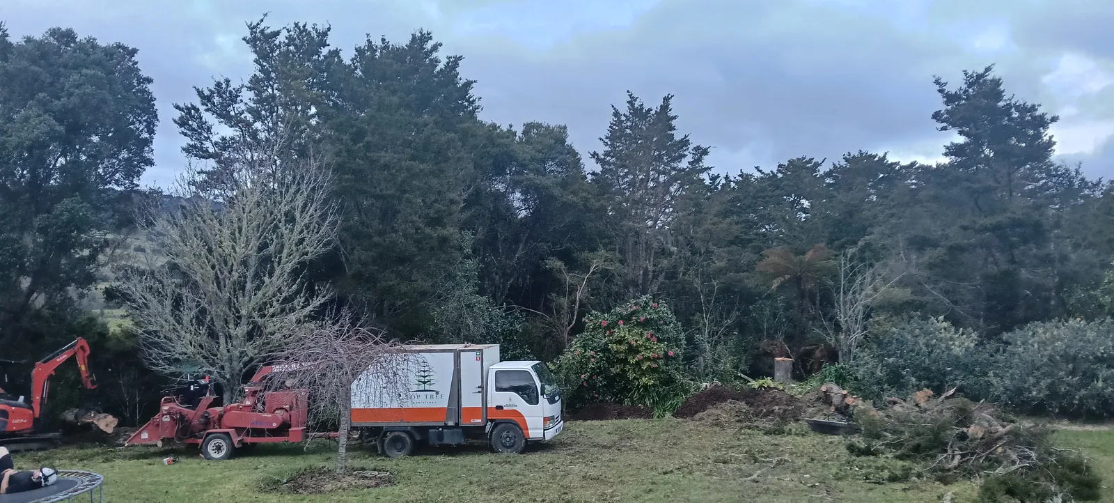 Multiple large Totara blocking morning sun felled and chipped in Okaihau