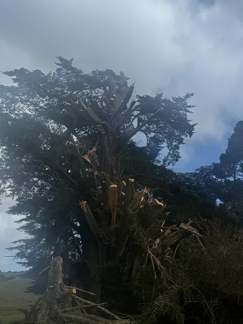 Large Macrocarpa Dismantle in Peria