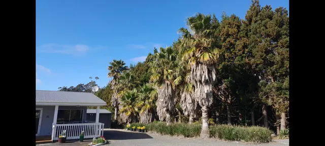 Palm tree pruning BEFORE in Kerikeri